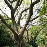 Ficus virens Habitat