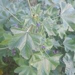 Malva multiflora Hoja