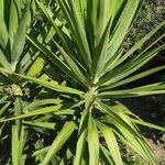 Yucca aloifoliaFoglia