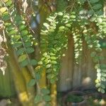 Sophora microphylla Hoja