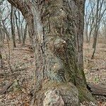 Quercus stellata Bark