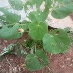 Abutilon hirtum Leaf