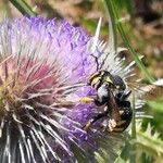 Dipsacus fullonum Floare