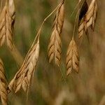 Bromus commutatus Fruit