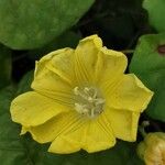 Merremia umbellata Flower