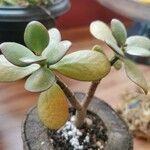 Crassula ovataBlad