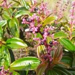 Miconia ciliata 果實