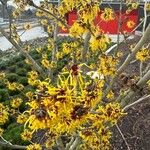 Hamamelis japonica Λουλούδι