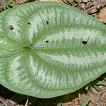Dioscorea spiculiflora 葉