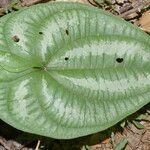 Dioscorea spiculiflora Folha