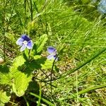 Veronica chamaedrysFlor