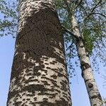 Populus × tomentosa Corteza