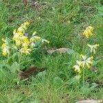 Primula verisBlomst