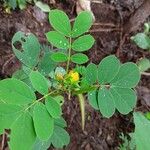 Senna uniflora Blad