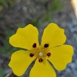 Cistus halimifolius Λουλούδι
