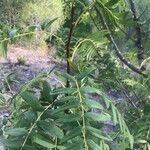 Juglans californica Ліст