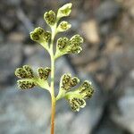 Anogramma leptophylla Leaf