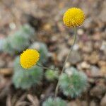 Cotula hispida Flor
