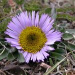 Erigeron multiradiatus Hábito