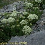 Ligusticum ferulaceum Habitat