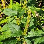 Chelone obliqua Plod