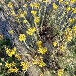 Helichrysum arenariumBlüte