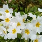 Primula vulgarisFlower