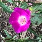 Callirhoe involucrata Fiore