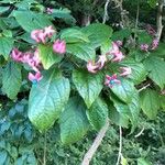 Clerodendrum trichotomumFlor