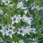 Echium decaisnei Fleur