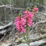 Epacris impressa 花