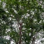 Crataegus rhipidophylla ശീലം