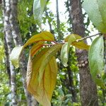 Scleropyrum pentandrum Yaprak