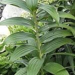 Lilium regale Yaprak