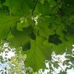 Quercus macrocarpa Φύλλο