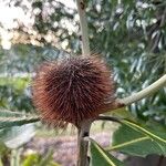 Banksia robur फूल