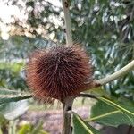 Banksia robur Blomst