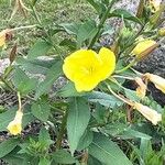 Oenothera × fallaxFlor