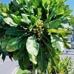 Meryta denhamii Hoja