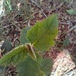 Croton hirtus Leaf