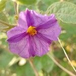 Lycianthes rantonnetii 花