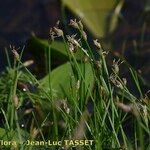 Eleocharis acicularis Flower