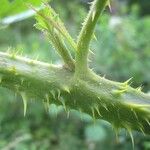 Rubus leyanus Bark