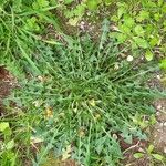 Taraxacum cucullatiforme Hoja