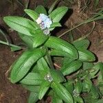 Myosotis latifolia पत्ता