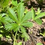 Potentilla gracilis Leaf