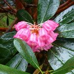 Rhododendron arizelum Flower