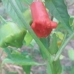 Capsicum baccatum Plod