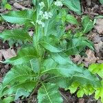 Parthenium integrifolium पत्ता