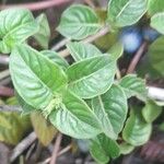 Coccocypselum herbaceum 葉